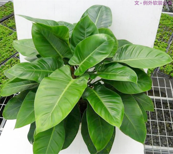 不能不知的家居綠植選擇、養(yǎng)護(hù)技巧，居家必備！-別墅設(shè)計,軟裝設(shè)計,室內(nèi)設(shè)計,豪宅設(shè)計,深圳例外軟裝設(shè)計公司