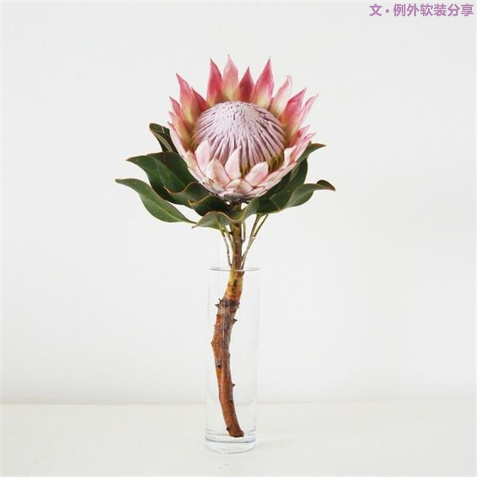 【例外·花箋記】沒有哪個姑娘能拒絕這樣一支奇葩！-別墅設(shè)計,軟裝設(shè)計,室內(nèi)設(shè)計,豪宅設(shè)計,深圳例外軟裝設(shè)計公司